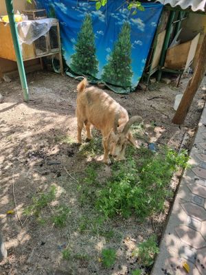 Echki sotiladi 1L suti bor