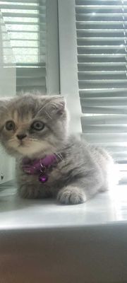 Котёнок скотиш фолд