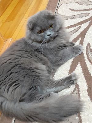 Кошка британская длинношерстная