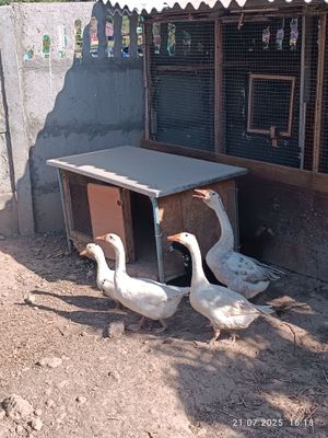 goz ordaklar sotiladi