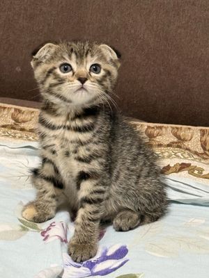 Продаю котят каждую по 350 тыс за двоих 500 тыс