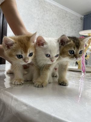 Чистокровные котята шиншиллы, шиншилла