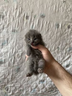 Шотландские вислоухие котята