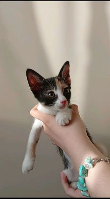 котята бесплатно