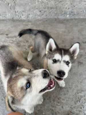 Продаются щенки хаски с маломутом