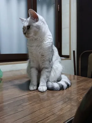 Продаётся кошка породы Серебристая Шиншилла.