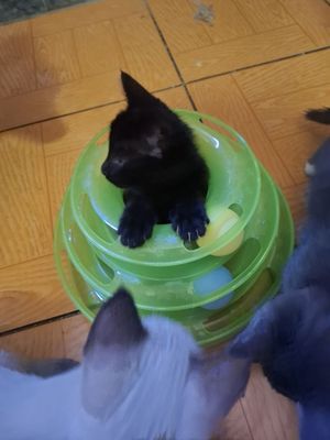 Большая компания весёлых котят !