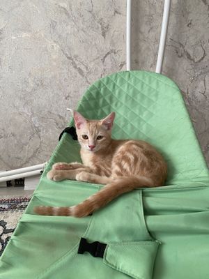 Продается домашний кот