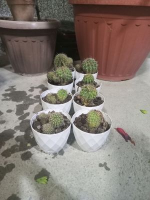 Echinopsis Kaktusi