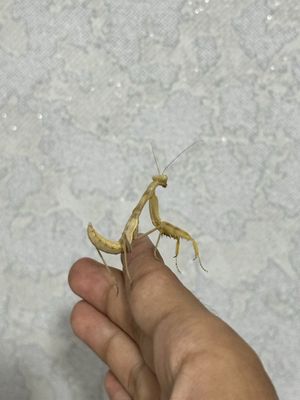 Маленький охотник – нимфа богомола Mantis religiosa