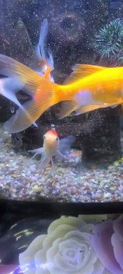 Akvarium baliqlari bilan sotiladi