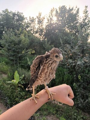 qirğiy jujasi sotiladi