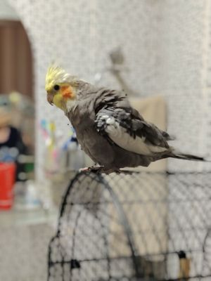Продаётся Карелла ручная