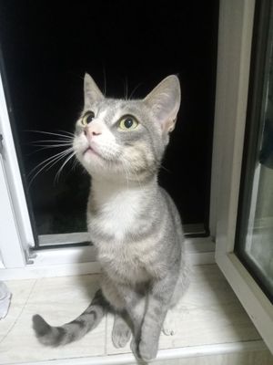 Eʼlon.Mushuk sotiladi