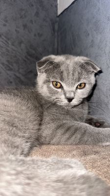 Продается кошка