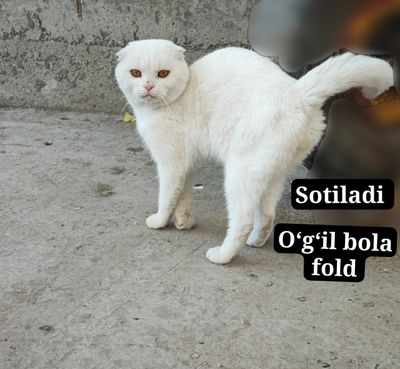 Og'il bola fold mushuk sotiladi