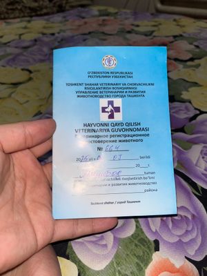 Веслоухая пародали мушук