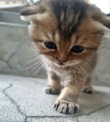 Продаются котята скотиш фолд