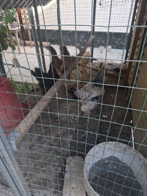 Tovuqlar sotiladi. Katagi bilan