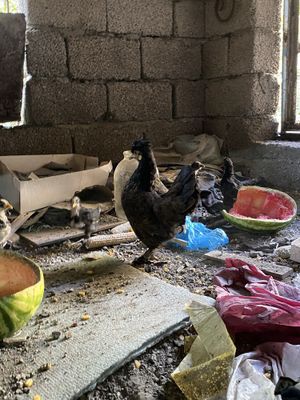 Yapon tovuq jo’jalari bilan sotiladi