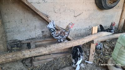 Япон жужа хурозлар