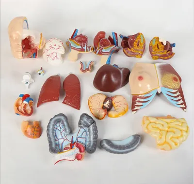 Anotomik mulyaj maket model.Анотомик макет торс муляж 87 см 40 деталий