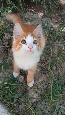 Мушукча котёнок