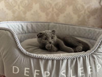 Scottish fold sotiladi