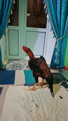 Хуроз сотилади 200$ кизигиши борлар