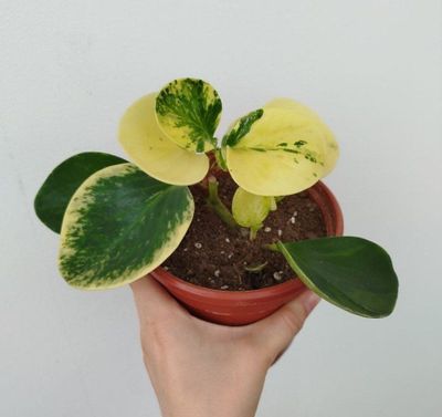 Peperomiya varigatniy