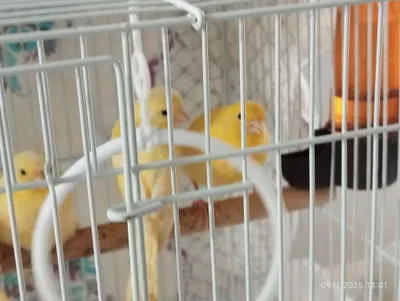 Kanarekalar bor bolalari