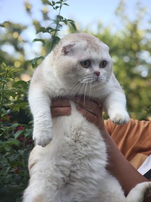Шикарный скоттиш фолд для вязки