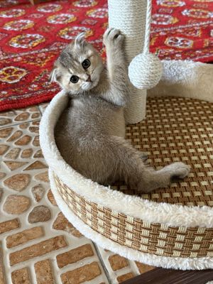 золотистая шиншилла 1.5 месяцев