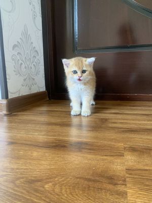 Продам Золотистый британский шиншила