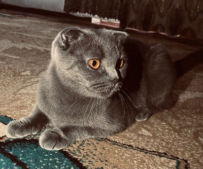 { Scottish Fold }
