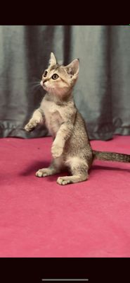 Продаётся кошка мать микичин