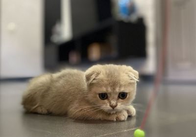 Золотые шиншиллы. Шотландские вислоухие (Scottish Fold) Котята