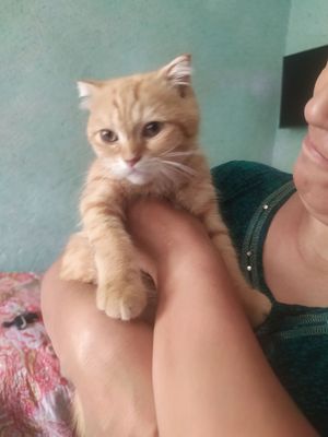 mushuk sotiladi nathi 800 ming