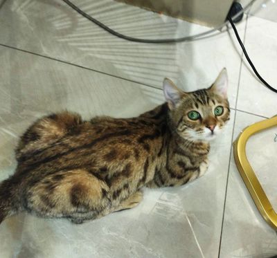 Mushuk bengal soglom