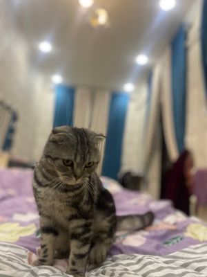 Mushuk scottish fold