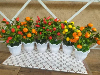 Sunniy gullar sotiladi