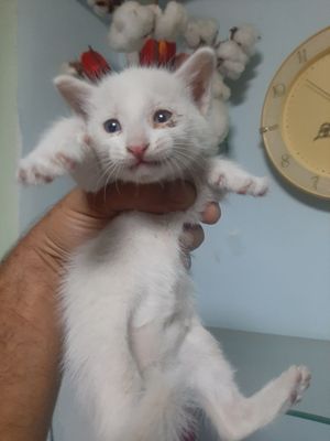 Белый котенок мальчик