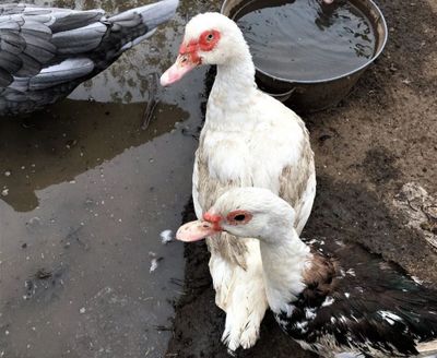Indutka tuxumlari uruglangan