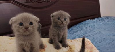 Британские котята продаётся