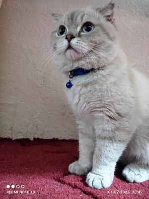 Шинчилла мушугимиз сотилади!!!