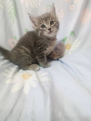 Котята домашние пристраиваем за символическую плату чистые и умные
