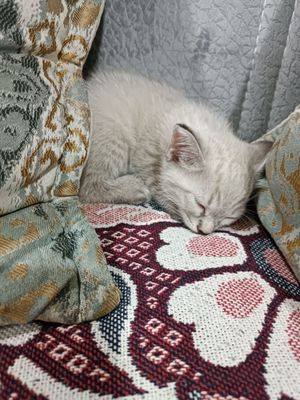 Продается сиамский котенок