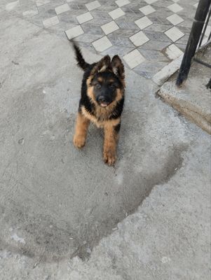 Nemetiski afcharka
