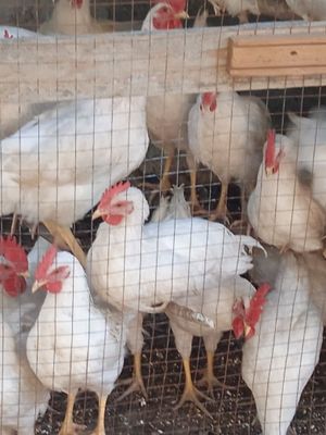 Продам молодых петушков и кур.