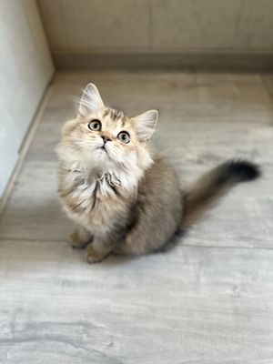 Продается кошка шиншилла